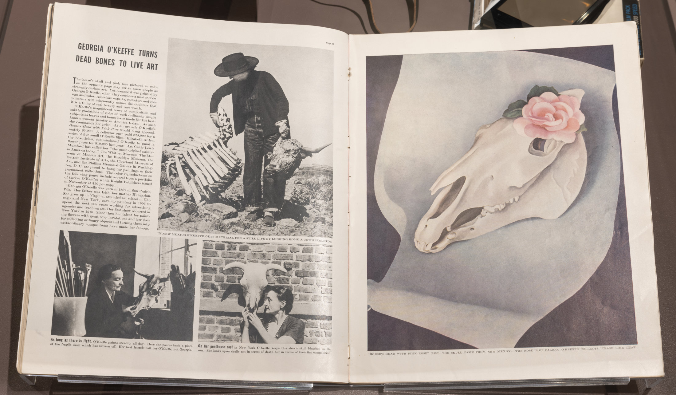 A LIFE magazine with pages open to an article about O’Keeffe. The left page includes text from the article alongside pictures of O’Keeffe working with bleached cow skulls. The right page features her painting, Horse’s Head with Pink Rose.