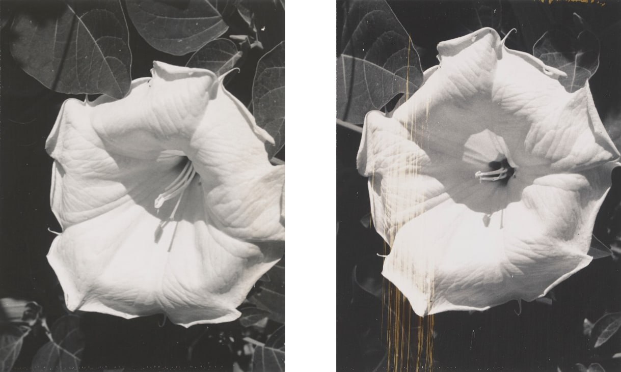 Two black and white photographs of a bright white flower against leaves.