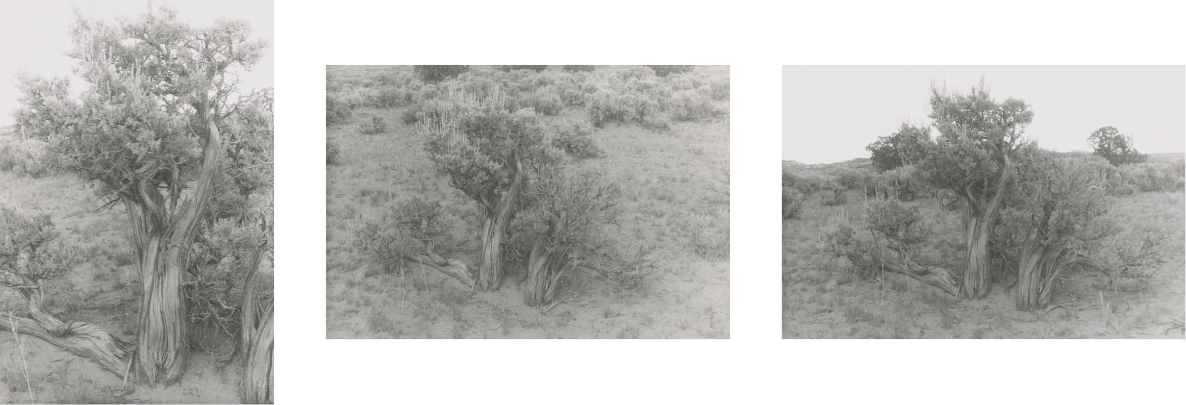 A set of three black and white photographs of Big Sage taken from slightly different angles.