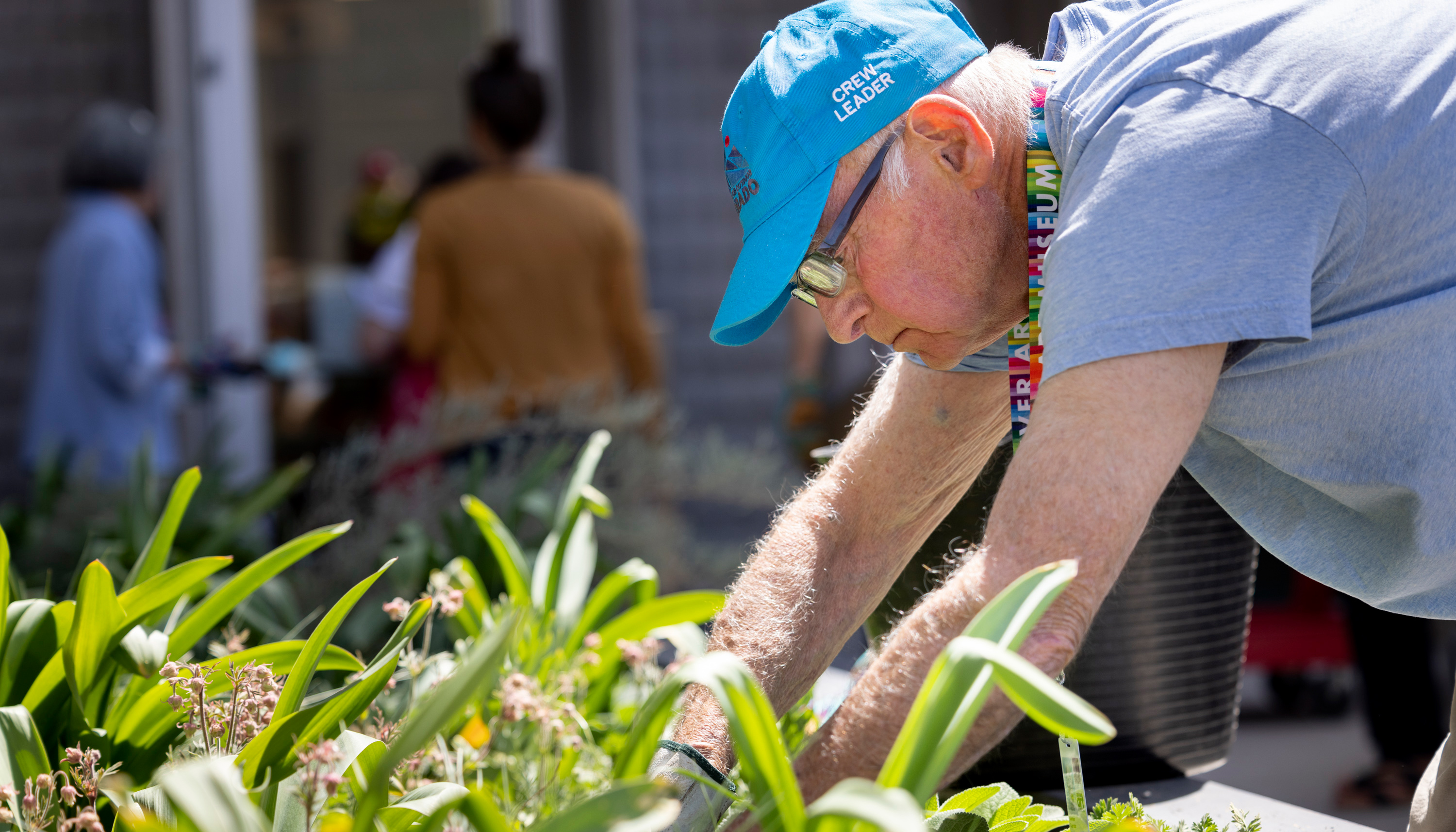 Man tending to green plants in the museum's Sensory Garden