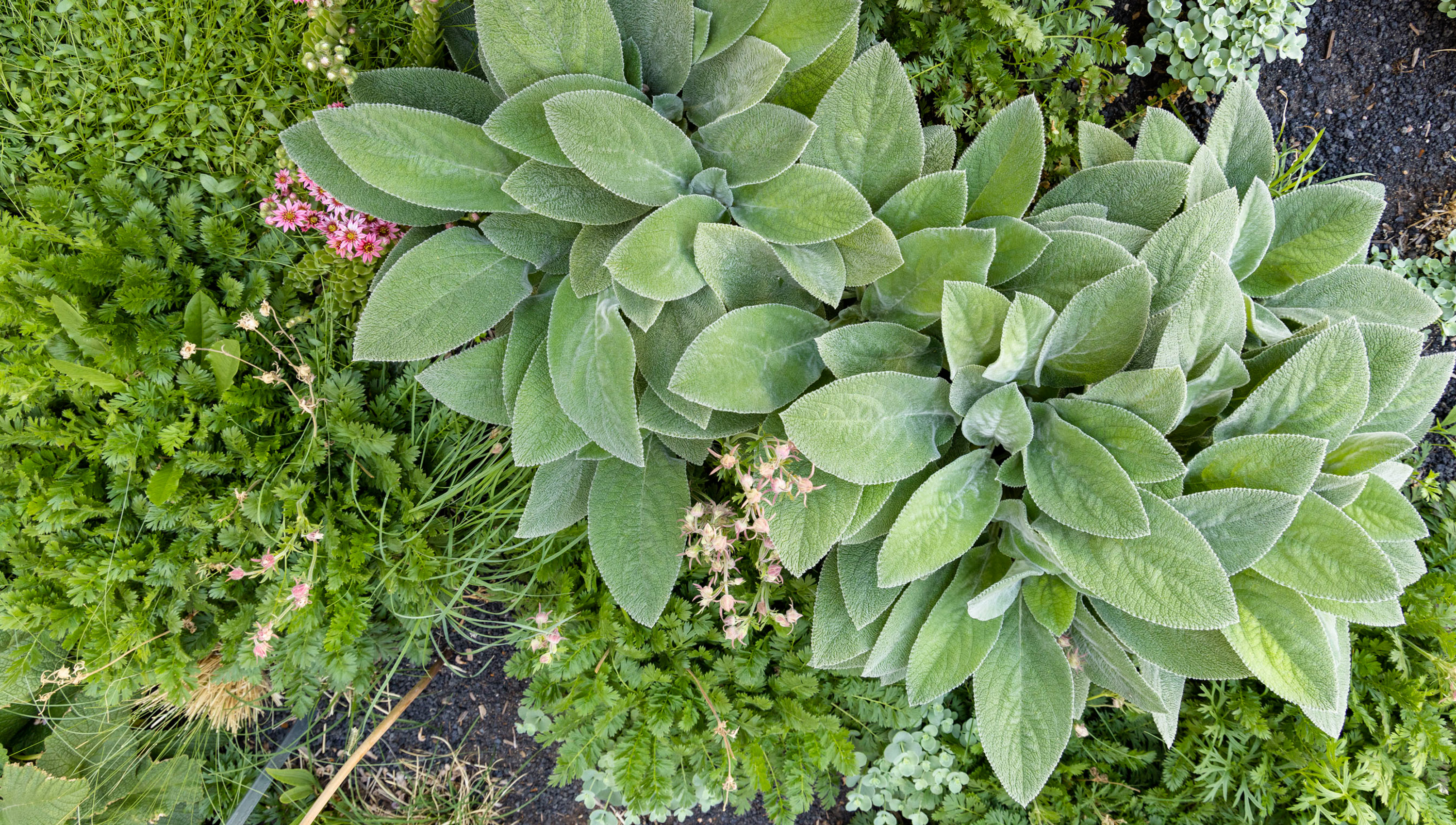 plants in the sensory garden