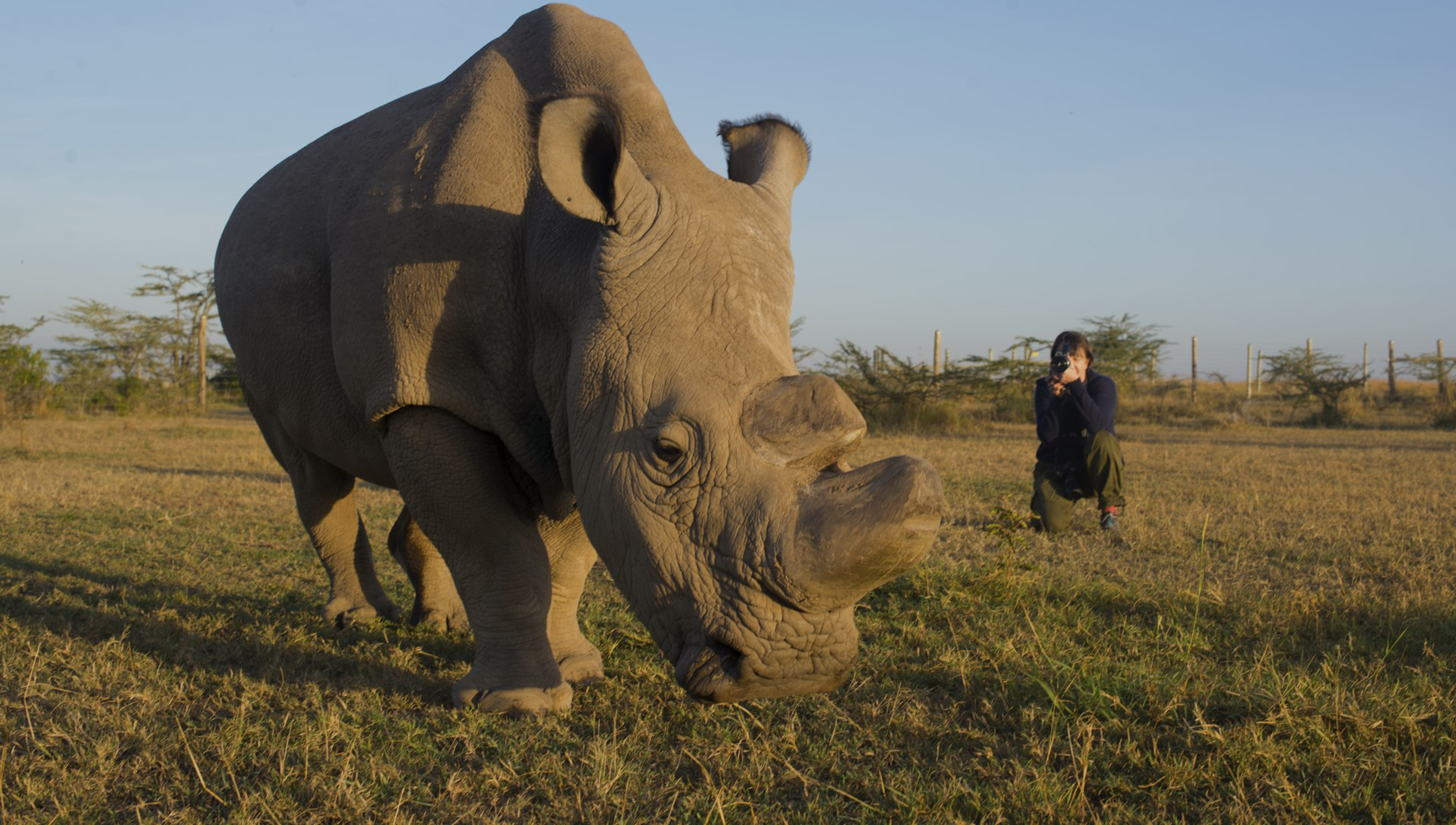 Diana Thater photograph a large rhinocerous