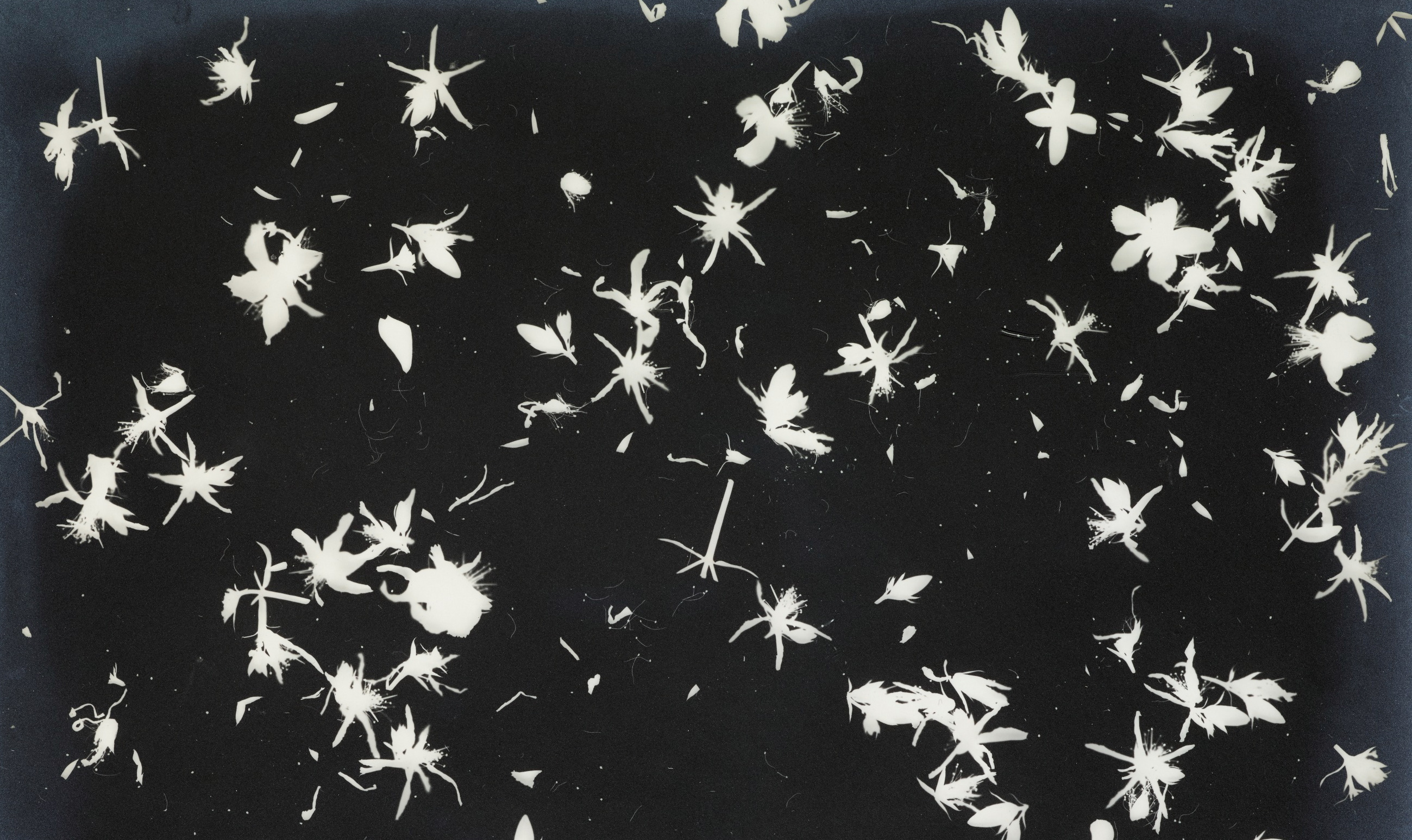 White splotches against a black backdrop