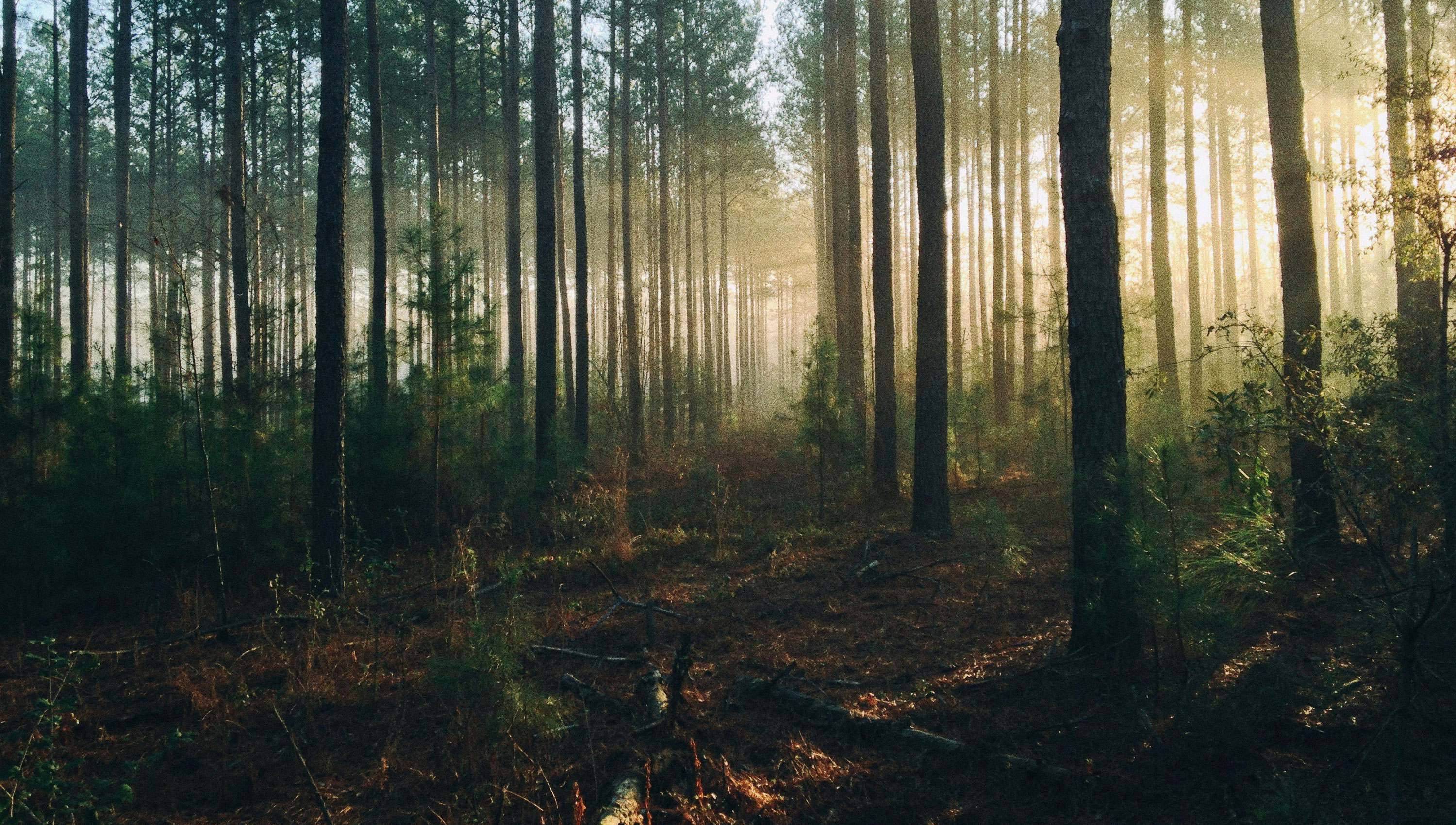 sunlight coming through tall trees in a forest