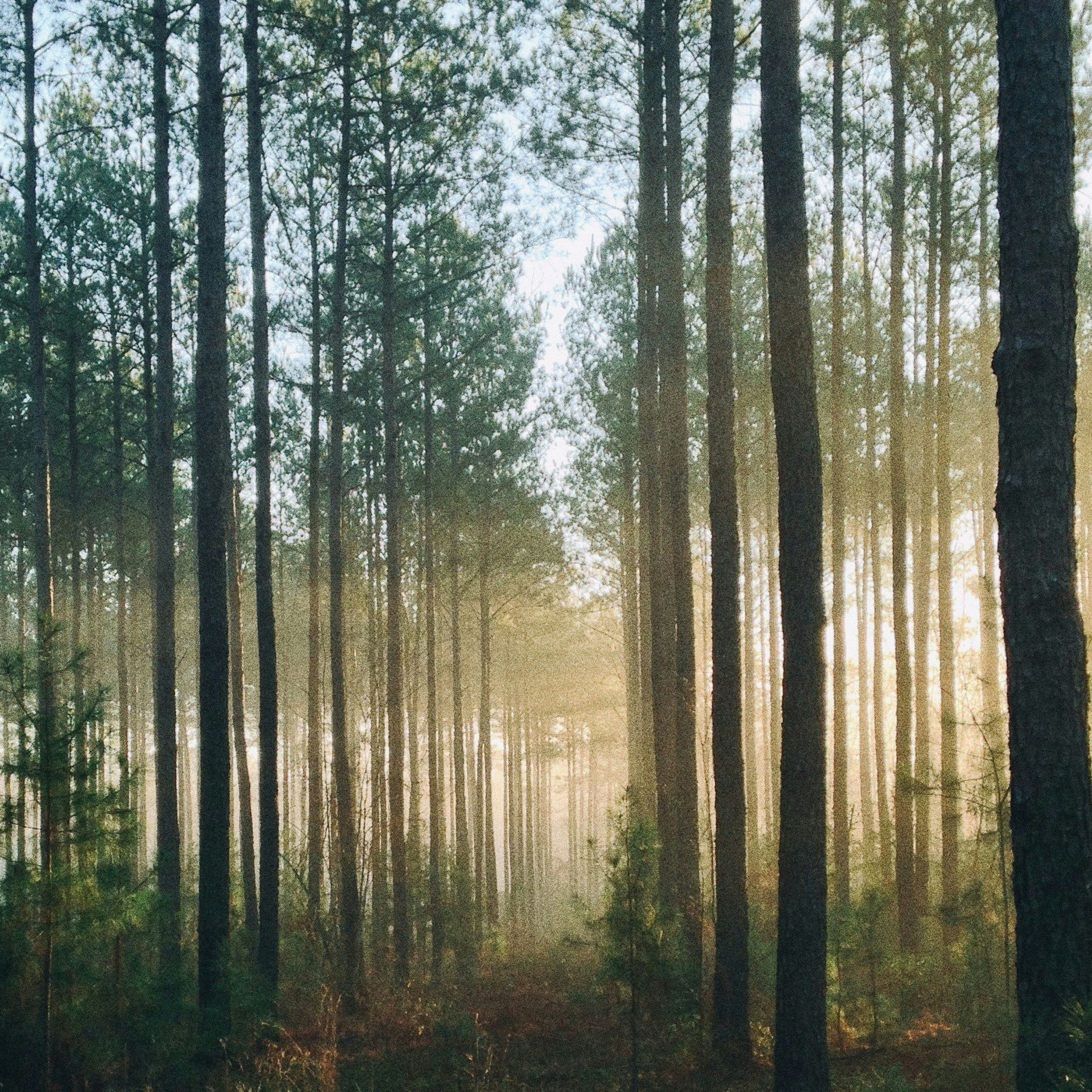 light coming through a forest of tall trees