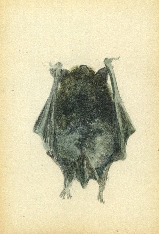 Side view sketch of a hanging bat.