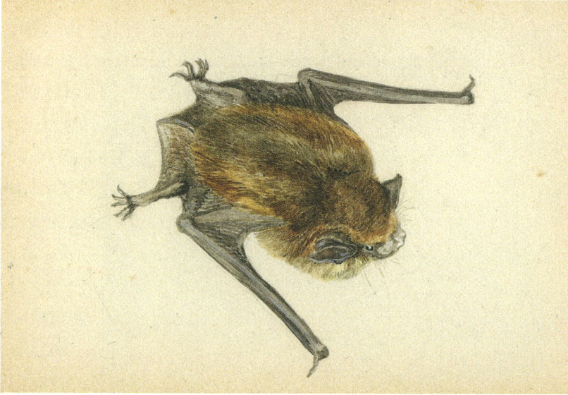 Top view sketch of a bat.