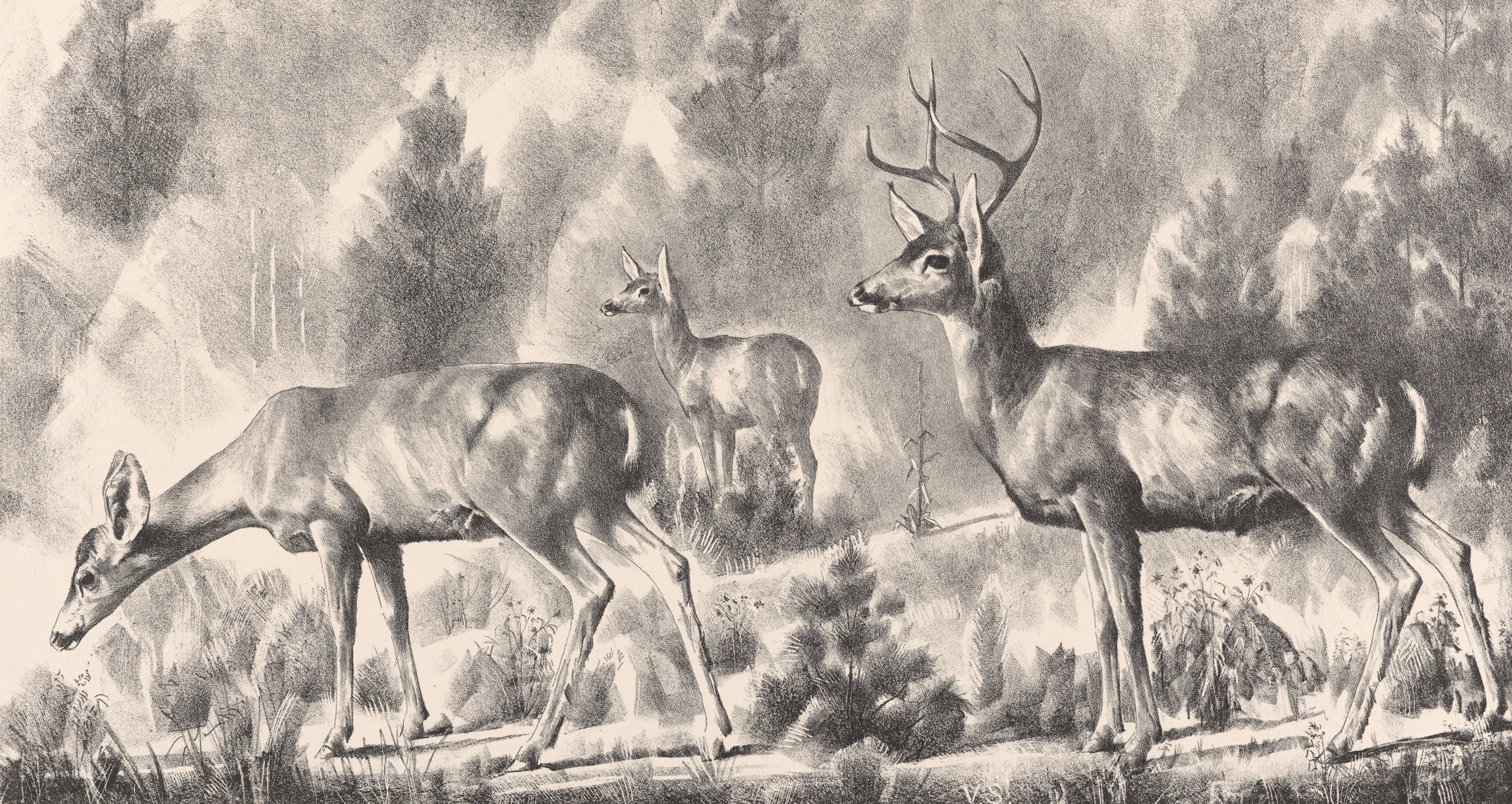 Pencil drawing of three deer in the brush