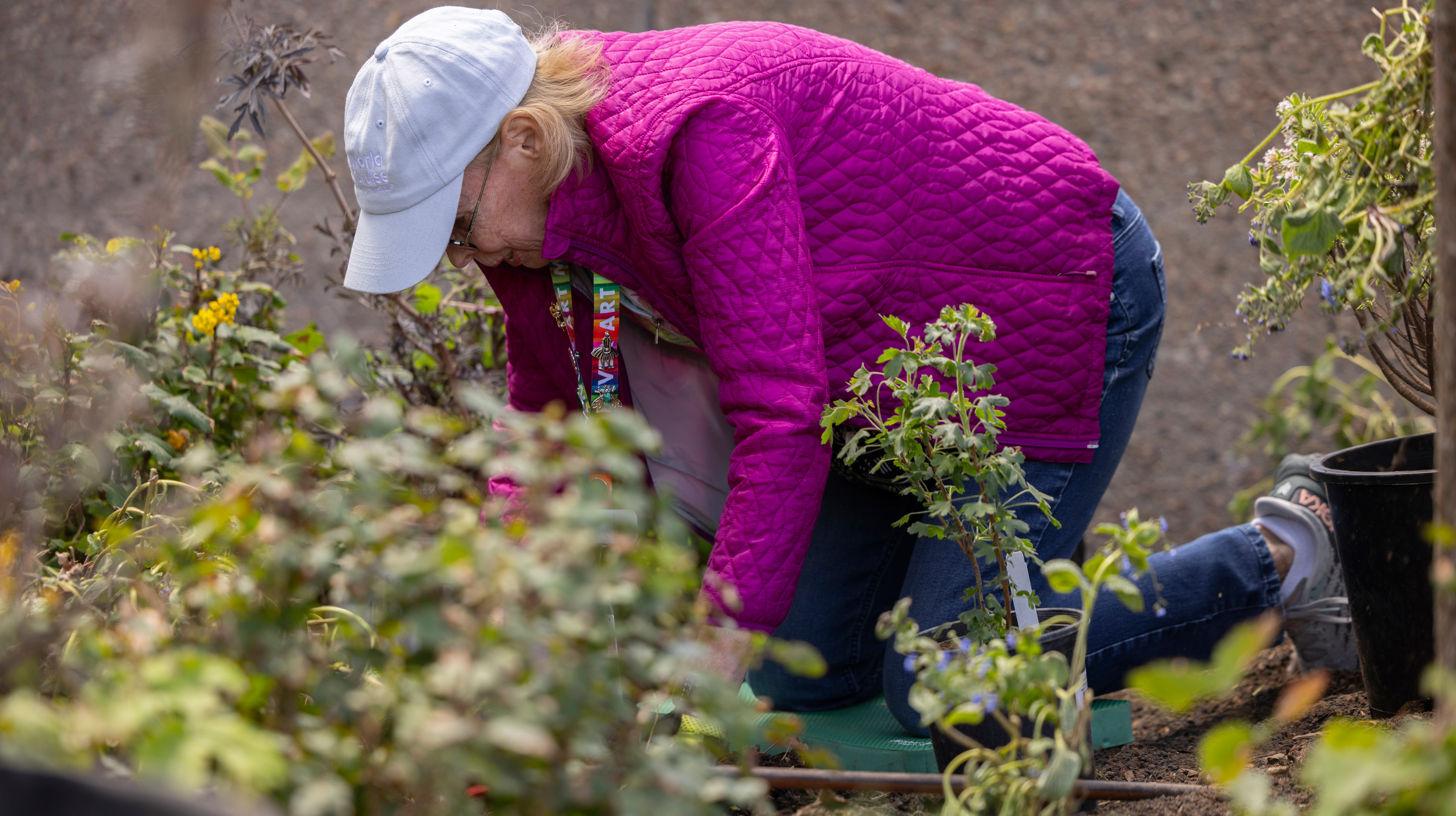 Woman gardening in the museum's Sensory Garden