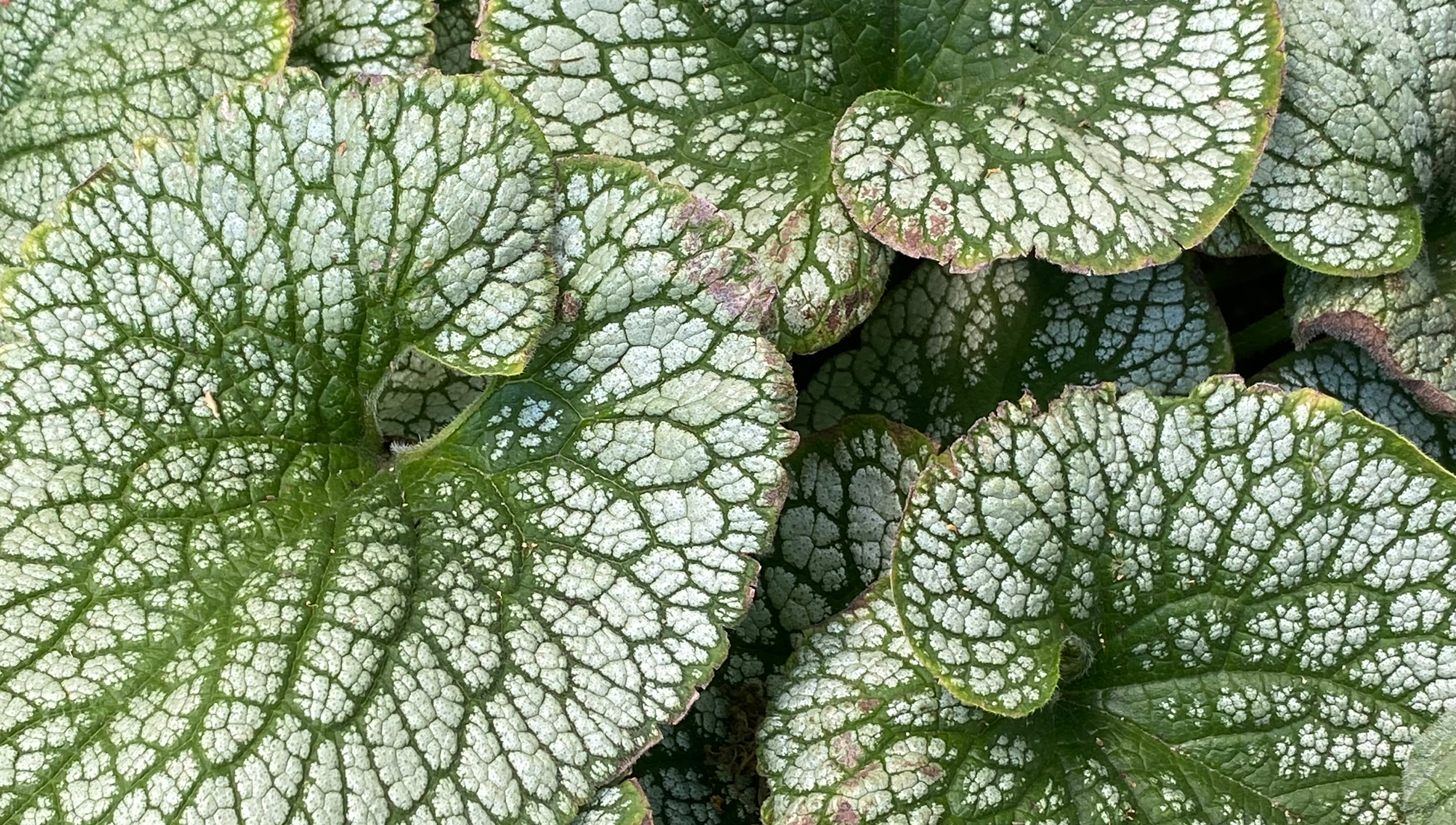 close up of green and white hosta leaves