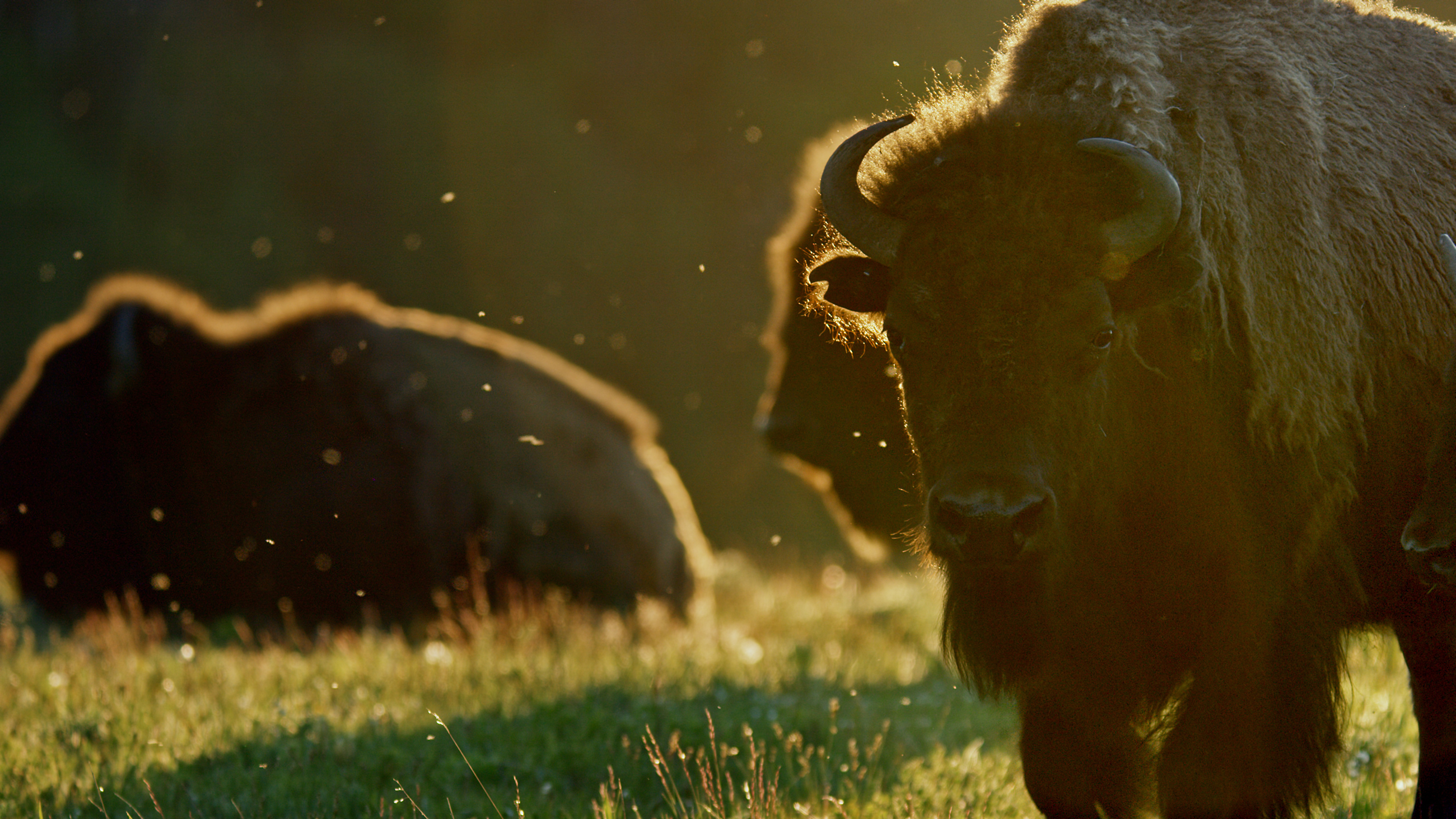 Horned adult buffalo staring directly into the camera in a field