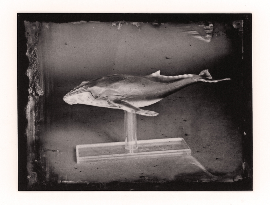Black and white photograph of a whale figure on display