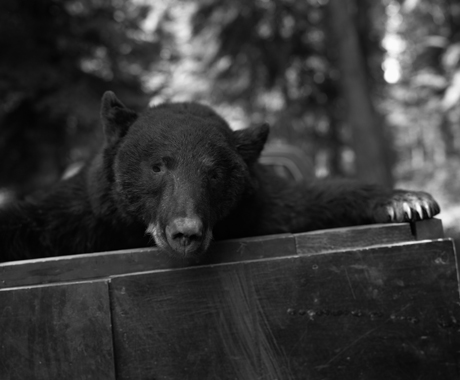 Barbara Bosworth, Black bear, Lochsa River Valley, 1992 © Barbara Bosworth