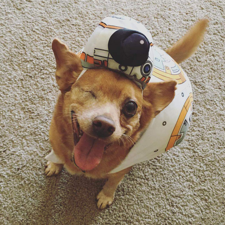 one eyed dog looking into the camera wearing a BB8 costume
