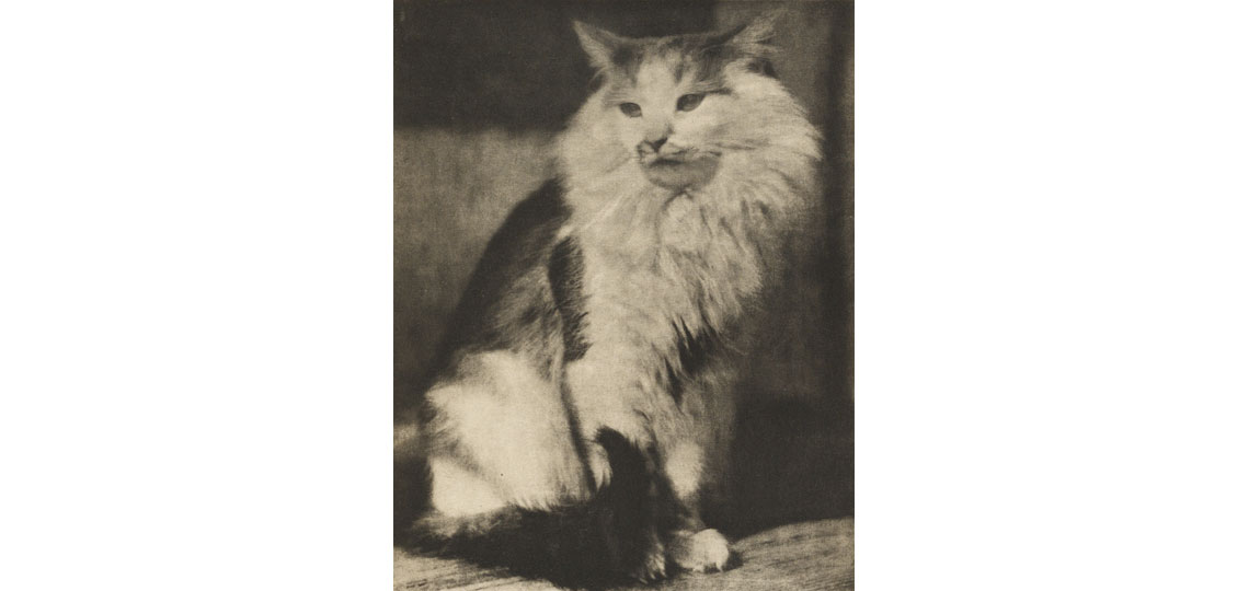 black and white photo of a cat from 1916