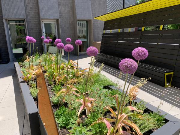 allium plants with purple tops in one of the sensory garden beds
