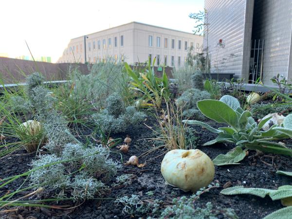 soil and plants in one of the garden beds