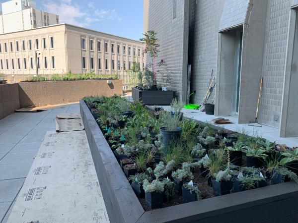 plants in one of the beds