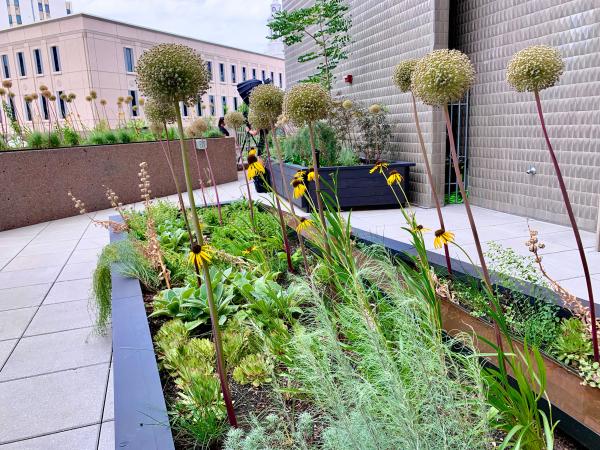 plants and flowers in one of the beds of the Sensory Garden