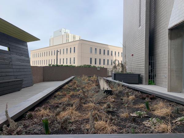 spent and brown plants and soil in the winter