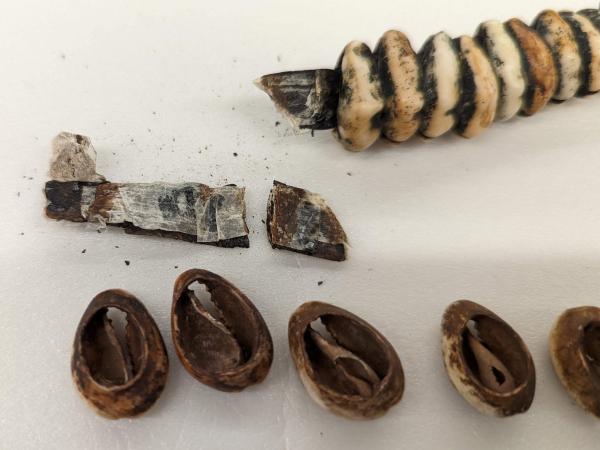 close up of damaged hide and lose cowrie shells