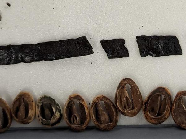 pieces of hide and cowrie shells