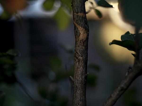 Close-up on a tree branch and its offshooting branches at dusk