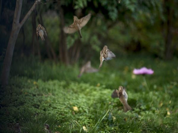 Birds hovering around a tree branch in a lush green area
