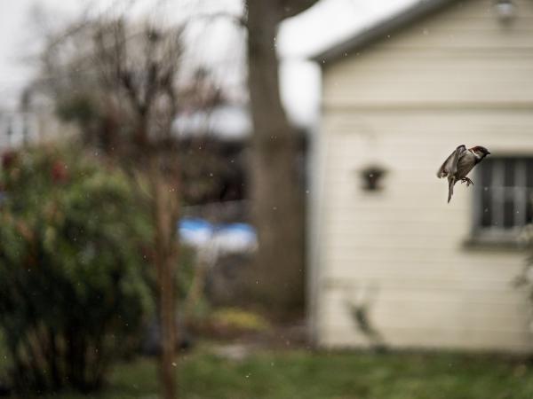 Bird mid-flight with a white home behind it
