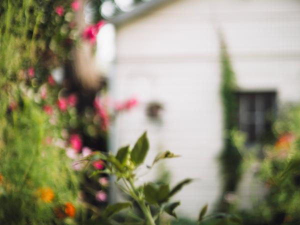 Green brush garden outside a white home