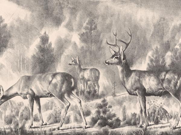 Lithograph drawing of a group of deer in the brush