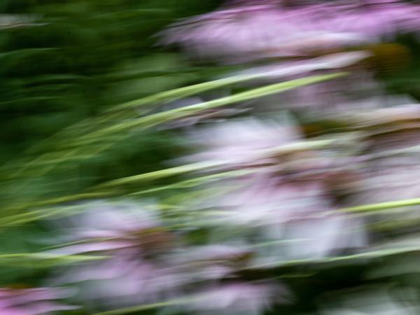 Blurred out view of a flower bush, made to look like the photo is in motion