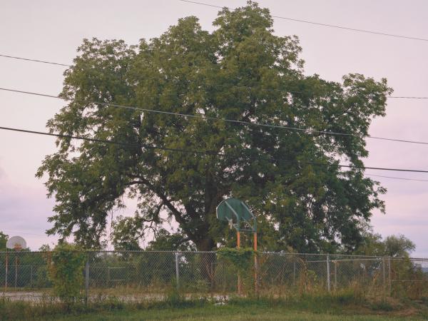 Basketball court surrounded by a huge overgrown tre