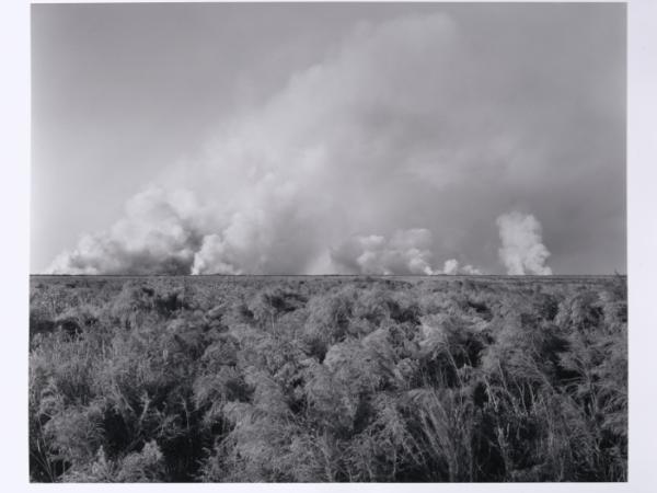 Black and white photograph a large cloud of smoke on the horizon above a vast field of wheat-like grass.