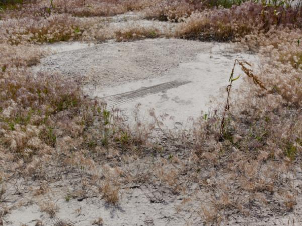 Tire treads break up an otherwise clean sandy clearing surrounded by scrub brush.
