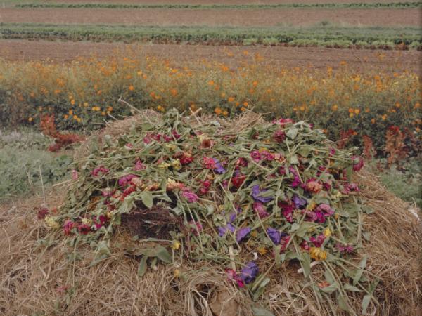 A pile of grass and cut flowers stands in a field. A row of still-living orange flowers is in the middle distance behind the compost pile.