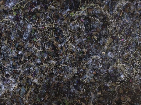 Close overhead view of the ground covered in a combination of dried ground cover vines, dead leaves, cottonwood seeds, and other plant matter. 