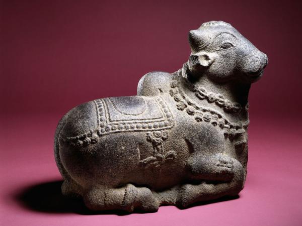 Nandi, a zebu, a species of Indian bull