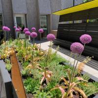 allium plants with purple tops in one of the sensory garden beds