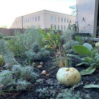 soil and plants in one of the garden beds