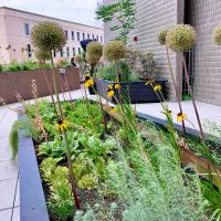 plants and flowers in one of the beds of the Sensory Garden