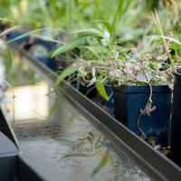 Shot of rows of plants in planters