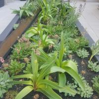 View of a finished garden with several different types of plants in bloom