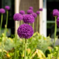 Close-up view of plants with purple buds in bloom