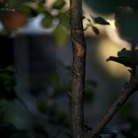 Close-up on a tree branch and its offshooting branches at dusk