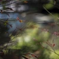 Branches overlooking a reflective hazy pool of water