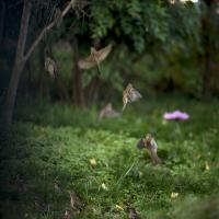 Birds hovering around a tree branch in a lush green area