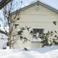 Birds flying outside a white house in the middle of winter