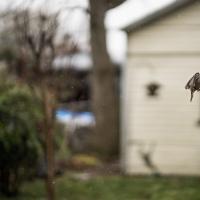 Bird mid-flight with a white home behind it