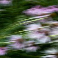 Blurred out view of a flower bush, made to look like the photo is in motion